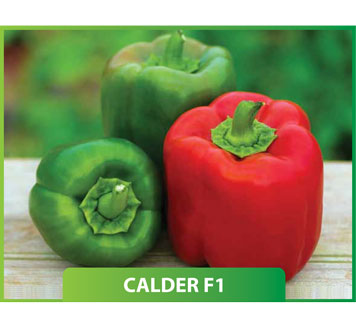 Biber Calder F1
