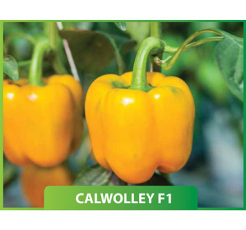 Biber Calwolley F1