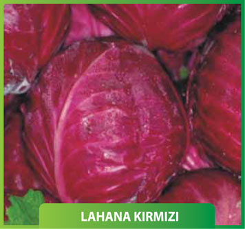 Lahana Kırmızı