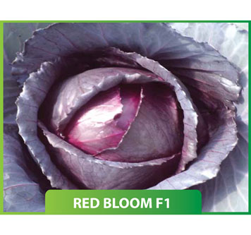 Red Bloom F1