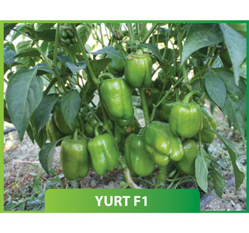 Biber Yurt F1